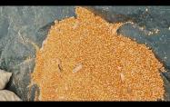 Embedded thumbnail for Uji coba Mesin Pemipil Jagung Program Ketahanan Pangan Bumdes Desa Belo Laut