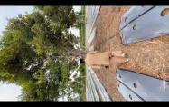 Embedded thumbnail for Kunjungan lapangan (program ketahanan pangan) desa belo laut 2025