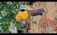 Embedded thumbnail for Gotong royong dusun II terabek rt07 desa belo laut